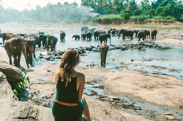 woman-with-elephants-in-Sri-Lanka.jpg