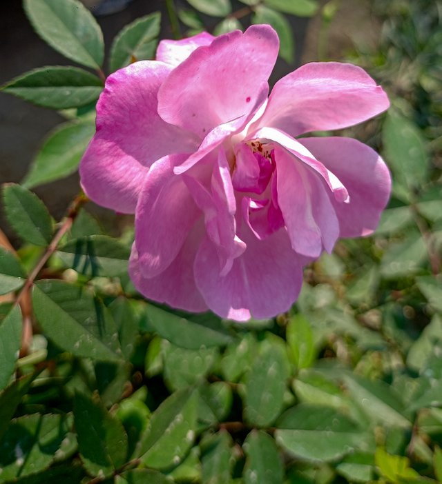 IMG20241226125845.jpg