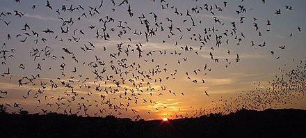 Tadarida_brasiliensis_outflight_Hristov_Carlsbad_Caverns.jpg