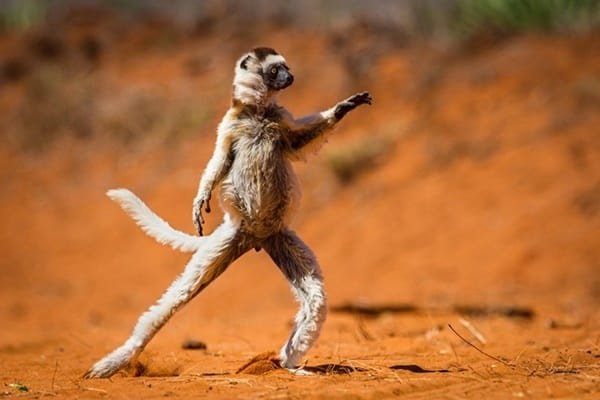 funny-pictures-of-dancing-animals-20.jpg