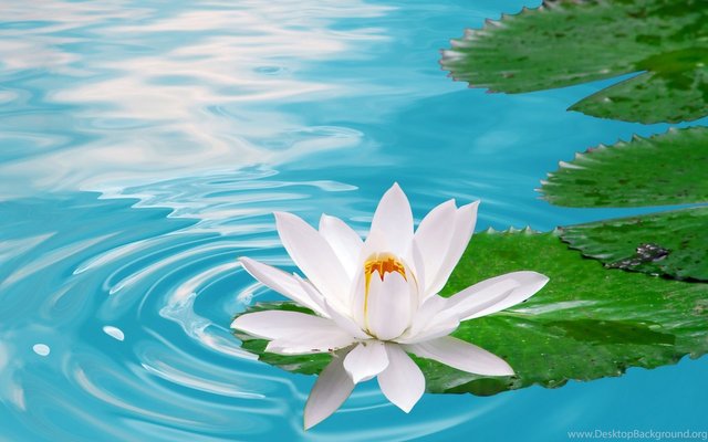 1024419_white-lotus-flower-wallpapers_2560x1600_h.jpg