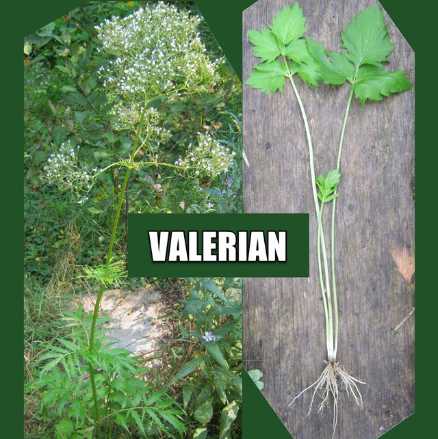 2 Valerian plantS showing root and flower.JPG