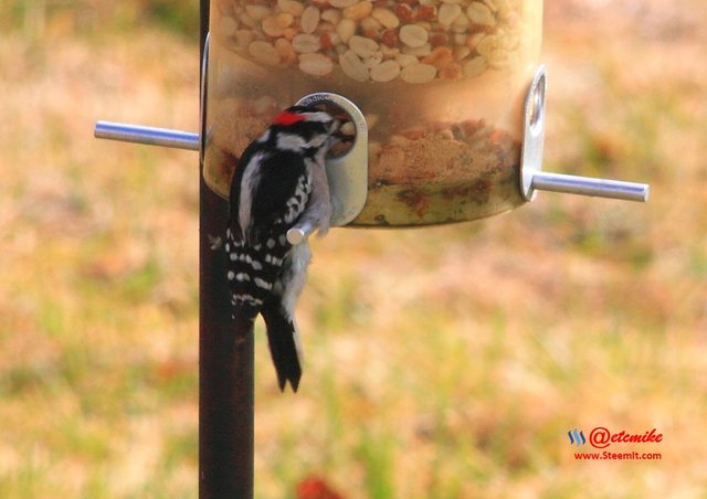 Downy Woodpecker IMG_0119.JPG