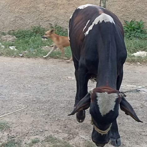 El toro con el perrito.jpg