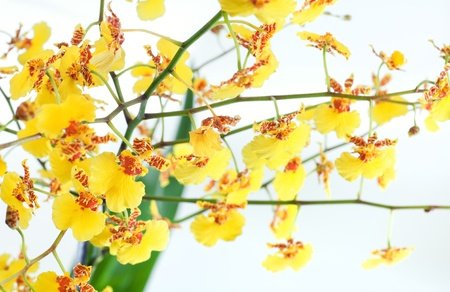 8805338-beautiful-bordeaux-yellow-blotchy-orchid-flowers-cluster-macro.jpg