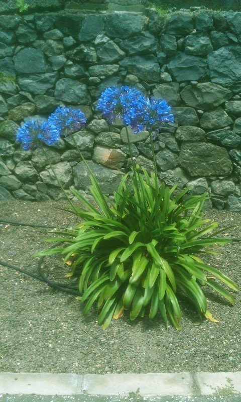 Photography of a lily of the Nile (Agapanthus praecox) with blue flowers