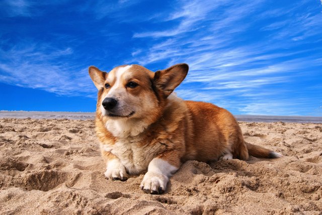 pembroke-welsh-corgi-lying-on-the-sand-under-white-cloud-164186.jpg