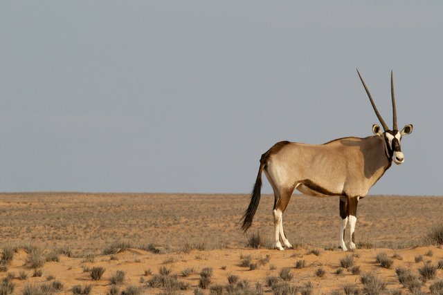 oryx-828992_1920.jpg