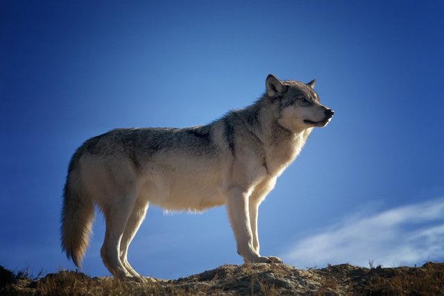 wolf-142173_1280.jpg