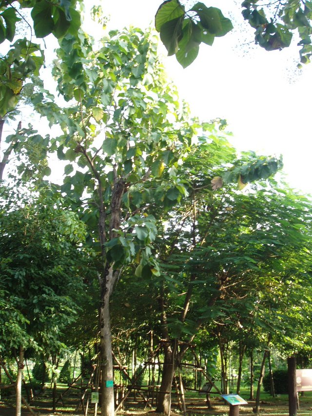 Queen Sirikit Park -trees