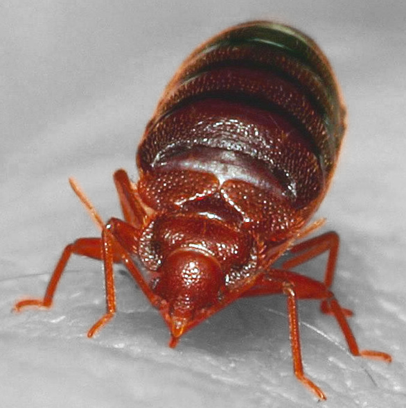 bedbug.PNG