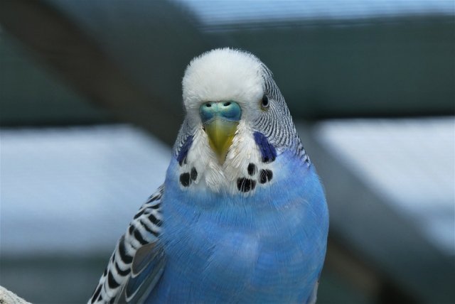 parakeet-5608981_1280.jpg