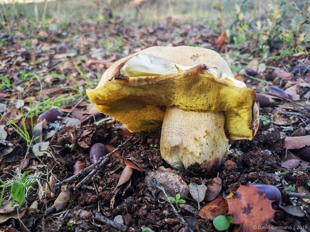 Boletus impolitus (1).jpg