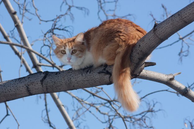 cat-tree_1398-51.jpg