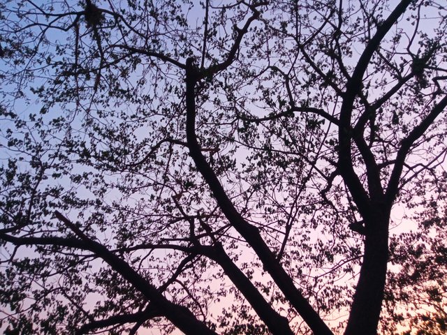 trees (5).jpg