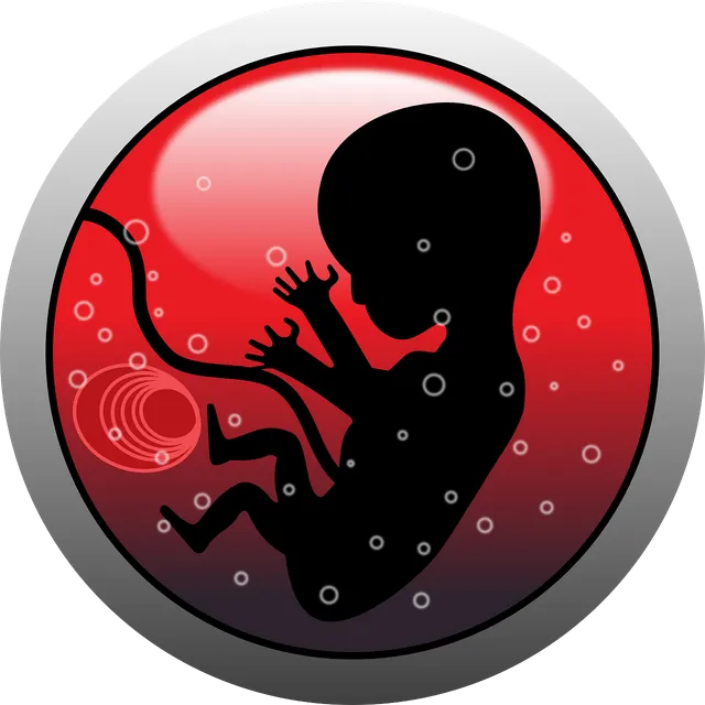 embryo-159691_1280.webp