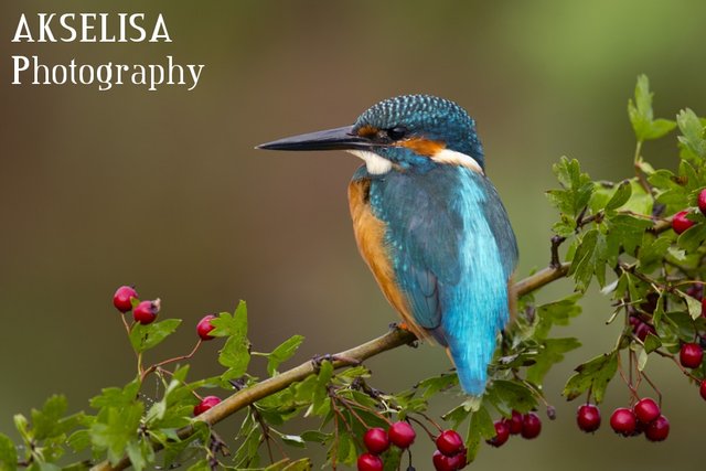 kingfisher on hawthorn (1).jpg