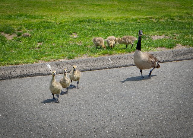 geese and gosling crossing the road.jpg