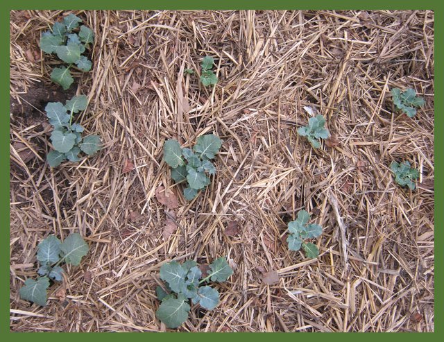 young broccoli plants planted in greenhouse.JPG