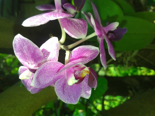 Orquideas.jpg