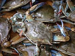 250px-Blue_crab_on_market_in_Piraeus_-_Callinectes_sapidus_Rathbun_20020819-317.jpg