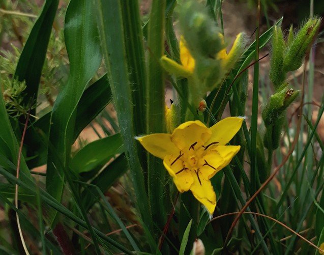 Hypoxis obtusa flower.jpg