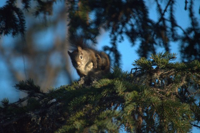 017 squirrel 3 nef raw exposure corrected 1200 x 800.jpg