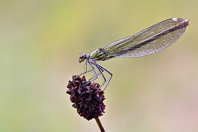 dragonfly-5551274_640.jpg