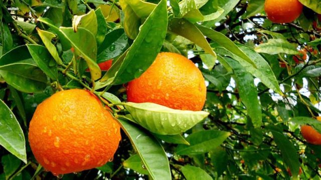 oranges-20160105110153_q75,dx800y-u1r1g0,c--.jpg