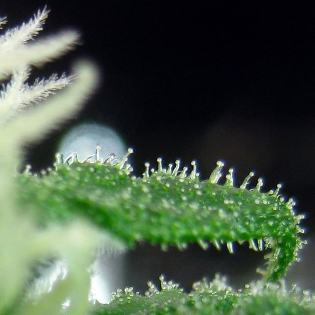 trichome city.JPG