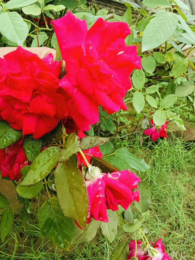 IMG-20250911-.jpg