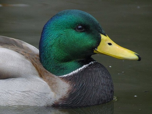 Duck.jpg