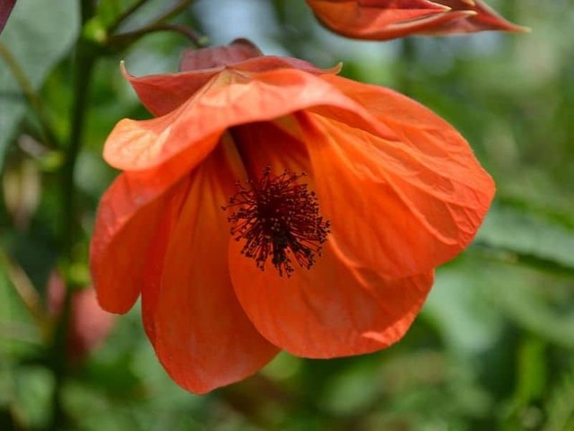 Orange-Abutilon.jpg