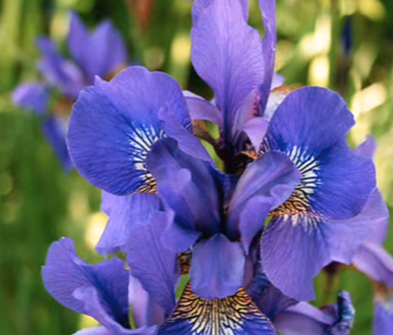 Iris flower.png