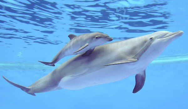 Lumba-lumba-atau-dolphin.jpg