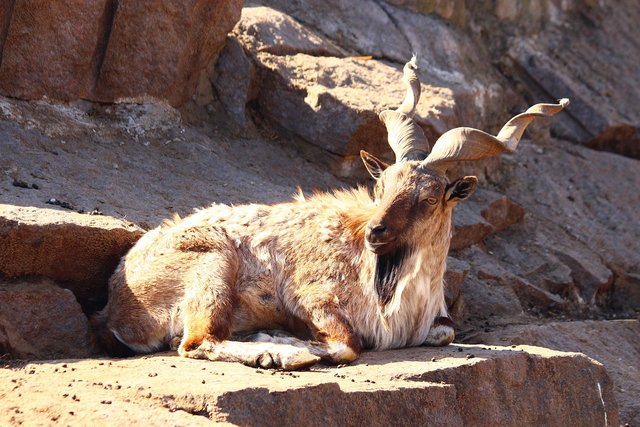 markhor-5324448_1280.jpg