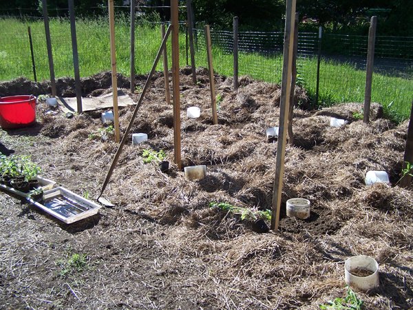 Big garden - planting tomatoes and peppers crop June 2018.jpg