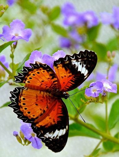 Lace Wing Butterfly at Chicago Botanic Garden.jpeg