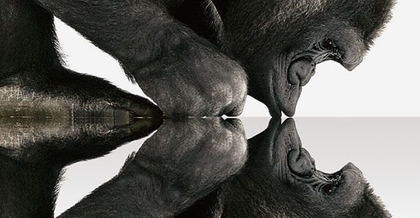 gorilla-glass.jpg