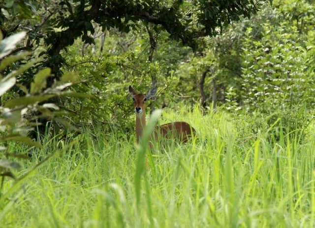 Kainji-Lake-National-Park-768x554.jpg