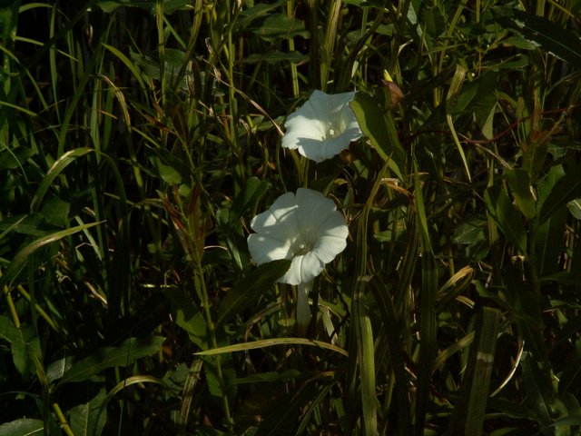 PICT0097.JPG