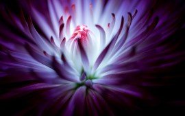 purple_flower_4k-t1.jpg