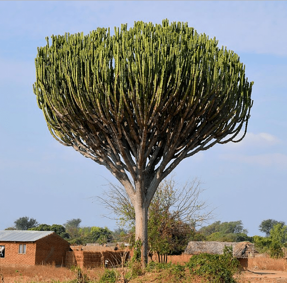 Tree-Euphorbia.png
