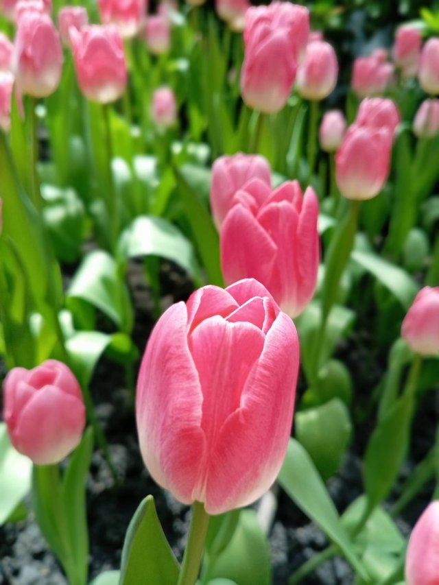 Tulips18.jpg