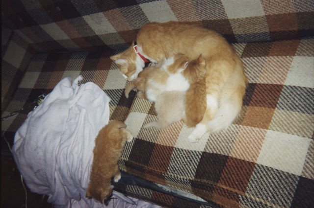 1997-2004 apx Honey & Her Kittens-2.png
