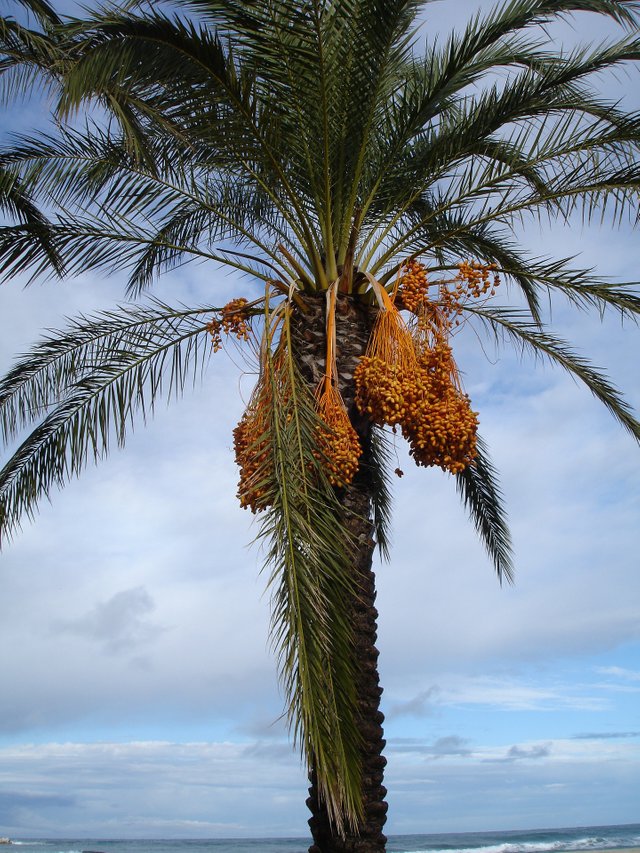 date-palm-223249_1920.jpg