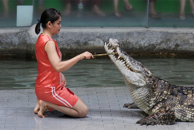 crocodile-6883213_1280.jpg