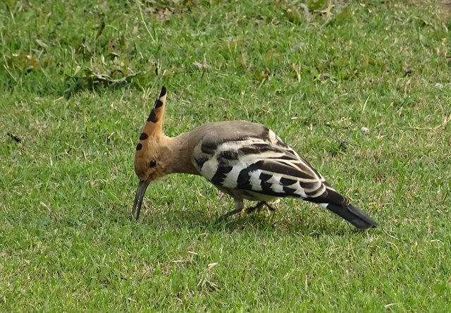 bird-2052986_1280.jpg