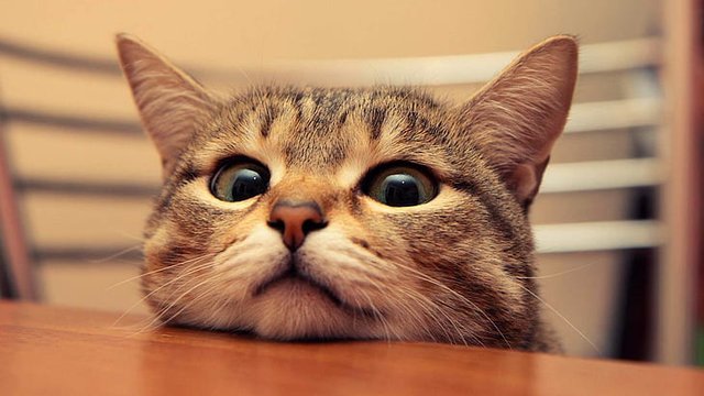 peeking-cat-hd-wallpaper-preview.jpg