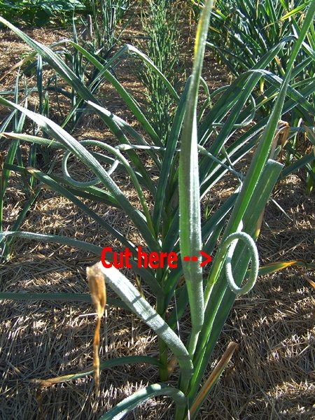 Garlic with scapes2 crop text June 2018.jpg